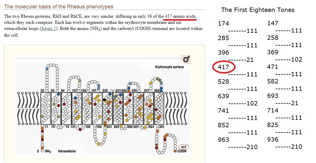 417 Amino Acids in RhD protein