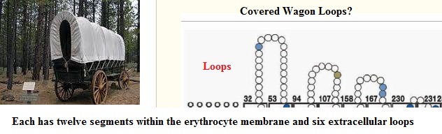 Covered Wagon Loops