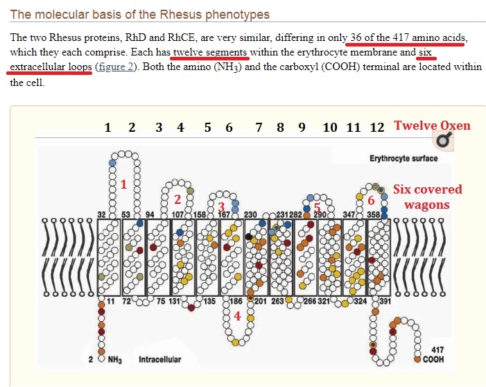 Twelve Oxen and Six Covered Wagons