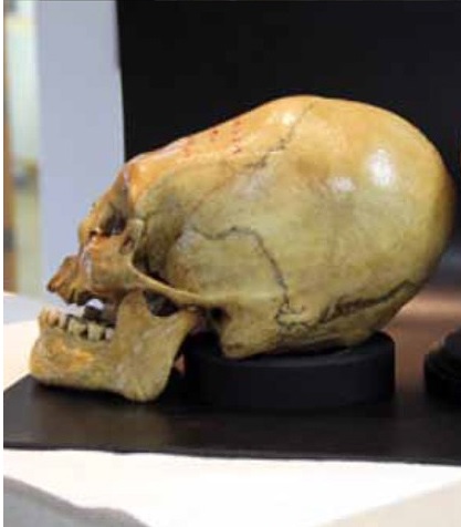 Elongated Skull Peru Oroya
